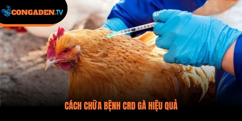 gà bị chảy nước mũi