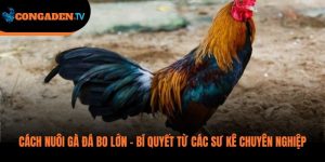 cách nuôi gà đá bo lớn