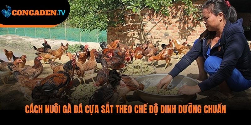 cách nuôi gà đá cựa sắt