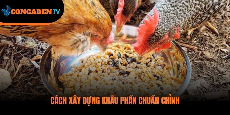 thức ăn gà đá