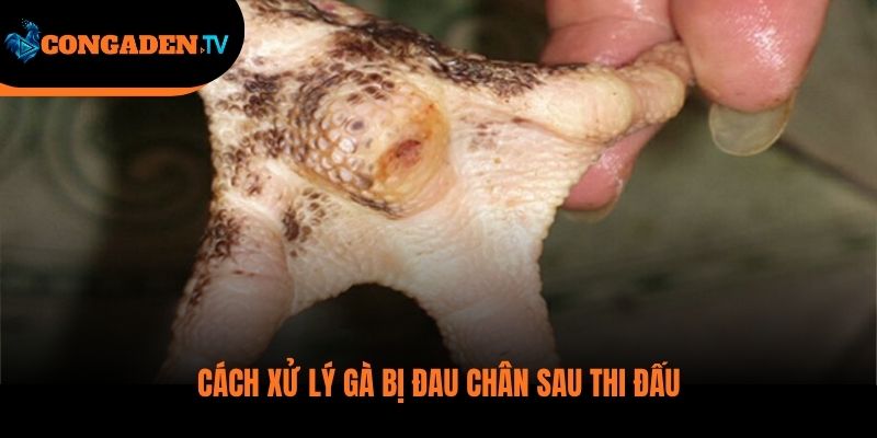 gà bị què chân