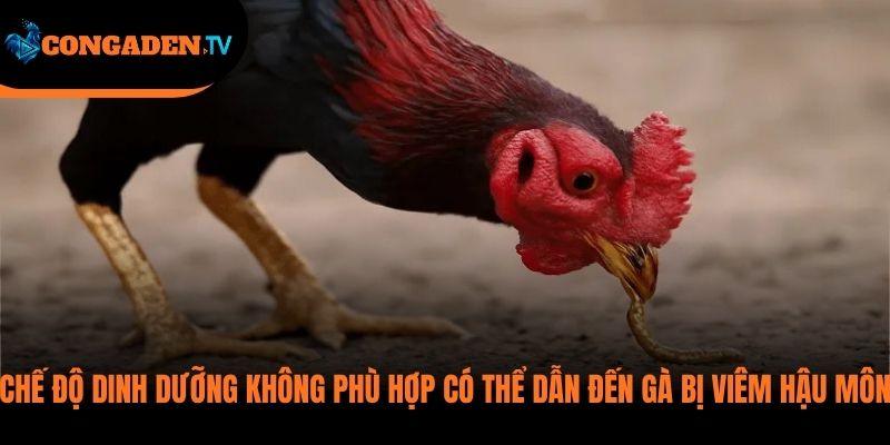 gà bị viêm hậu môn