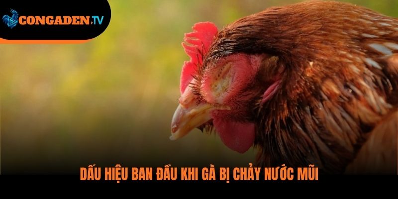 gà bị chảy nước mũi