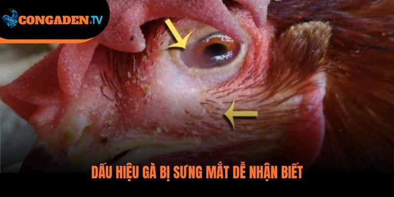 gà bị sưng mắt