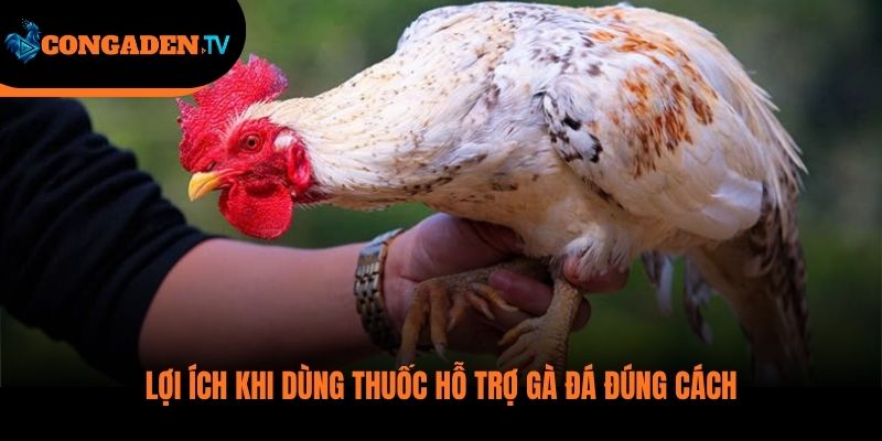 thuốc nuôi gà đá