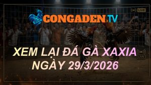 XEM LẠI ĐÁ GÀ XAXIA NGÀY 29/3/26