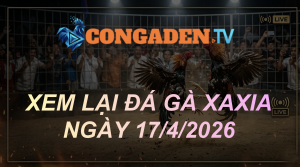 XEM LẠI ĐÁ GÀ XAXIA NGÀY 17/4/26