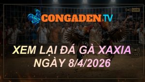 XEM LẠI ĐÁ GÀ XAXIA NGÀY 8/4/26